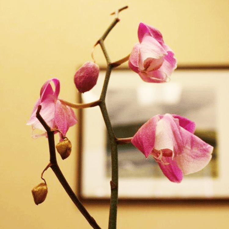 3. Low Humidity Causes Orchid Flower and Buds to Drop