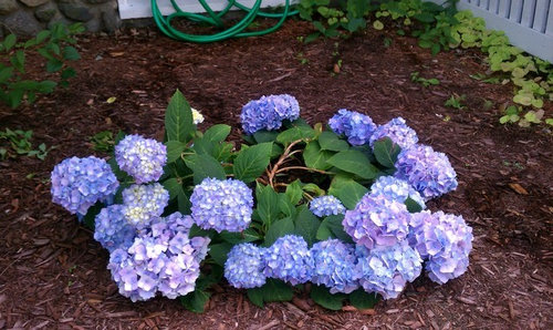 Why is My Hydrangea Drooping? (How to Save it)