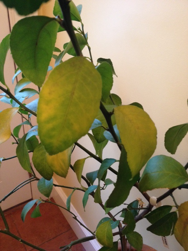 Lemon Tree Leaves Turning Yellow? (How to Save it)