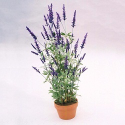 Lavenders That Survive Winter Outdoors in Pots