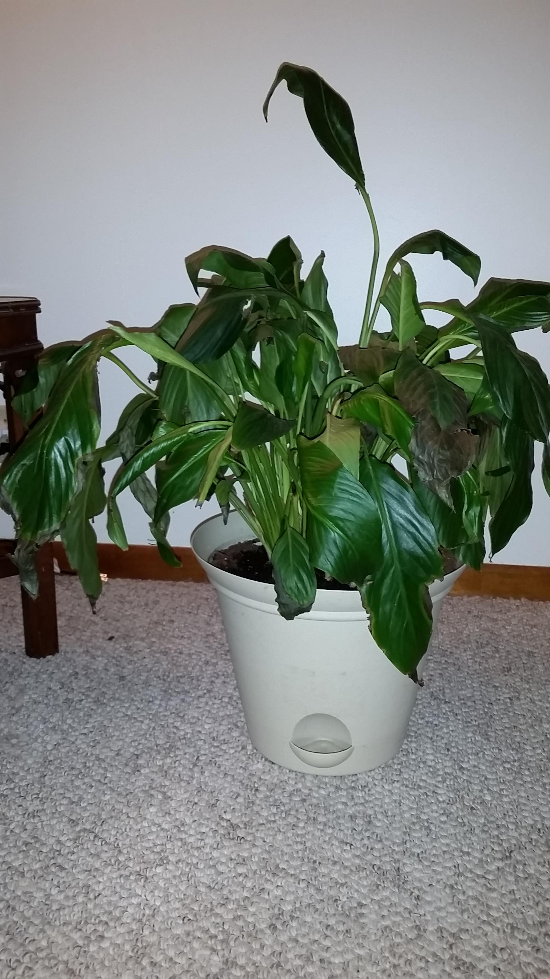 How To Revive Peace Lilies With Sunburnt Brown Spots