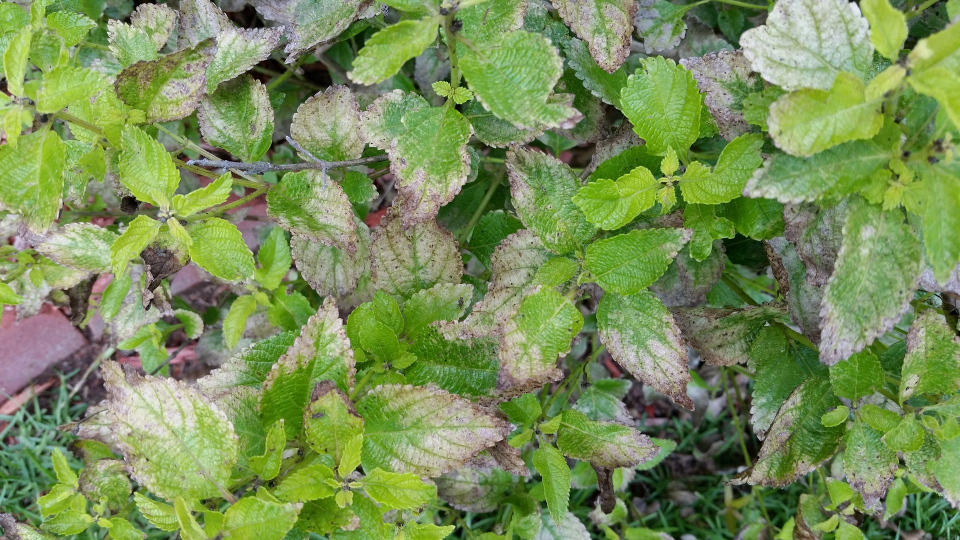 Why is My Lantana Not Blooming? (The Solution)