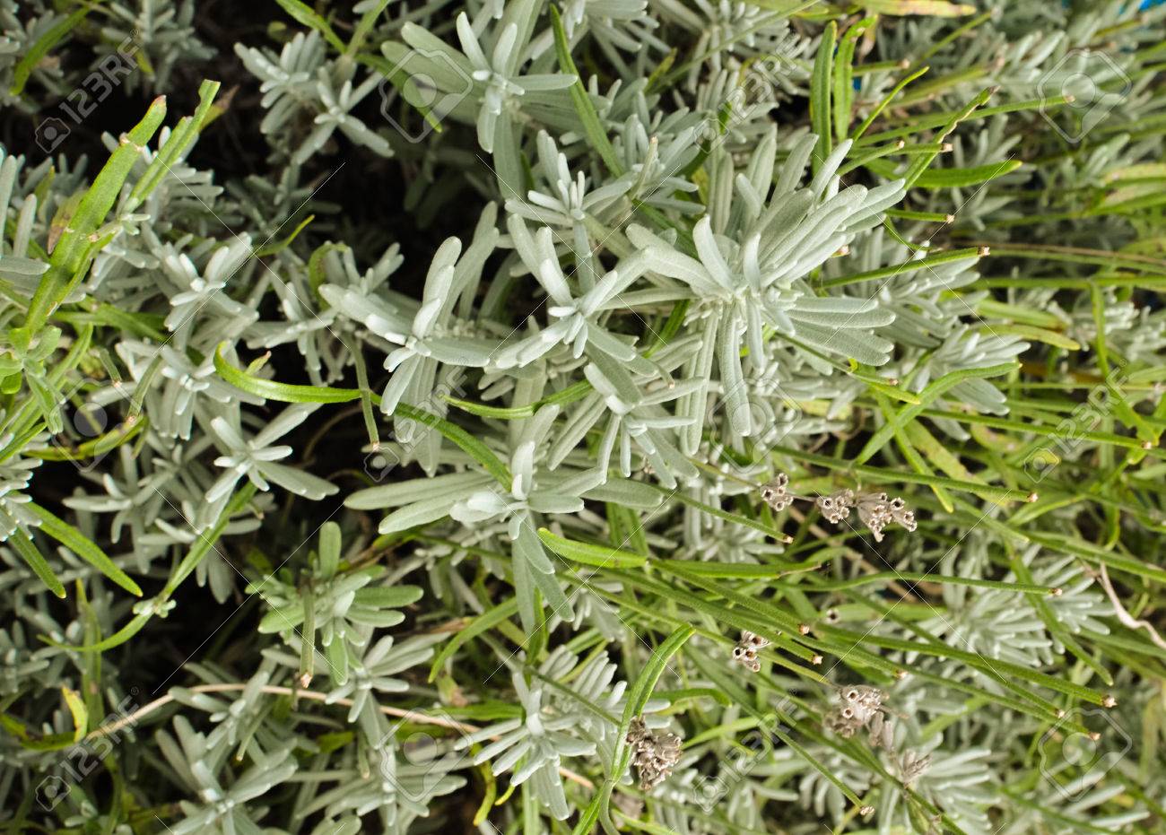 2. Feeding Lavenders will Reduce Flowering