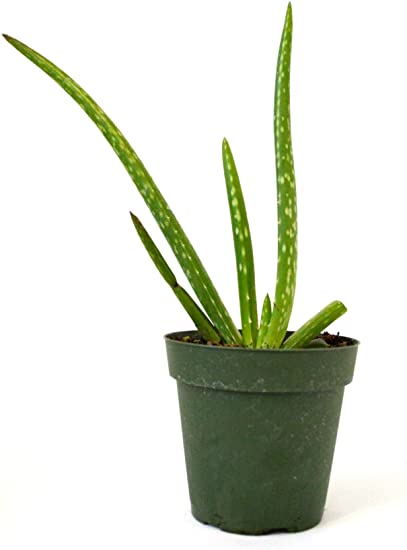 Why is My Aloe Vera Plant Not Growing?