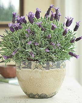 The Right Potting Mix for Indoor Lavenders