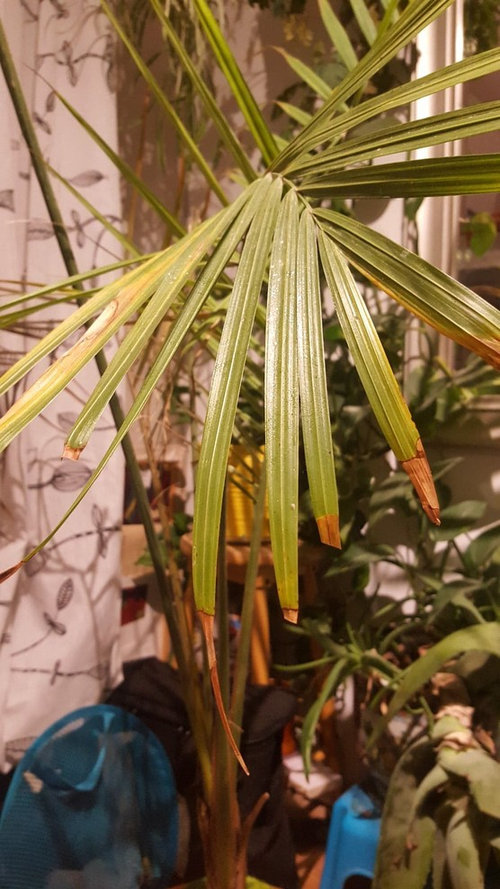 How to Revive a Dying Majesty Palm with Yellow Leaves