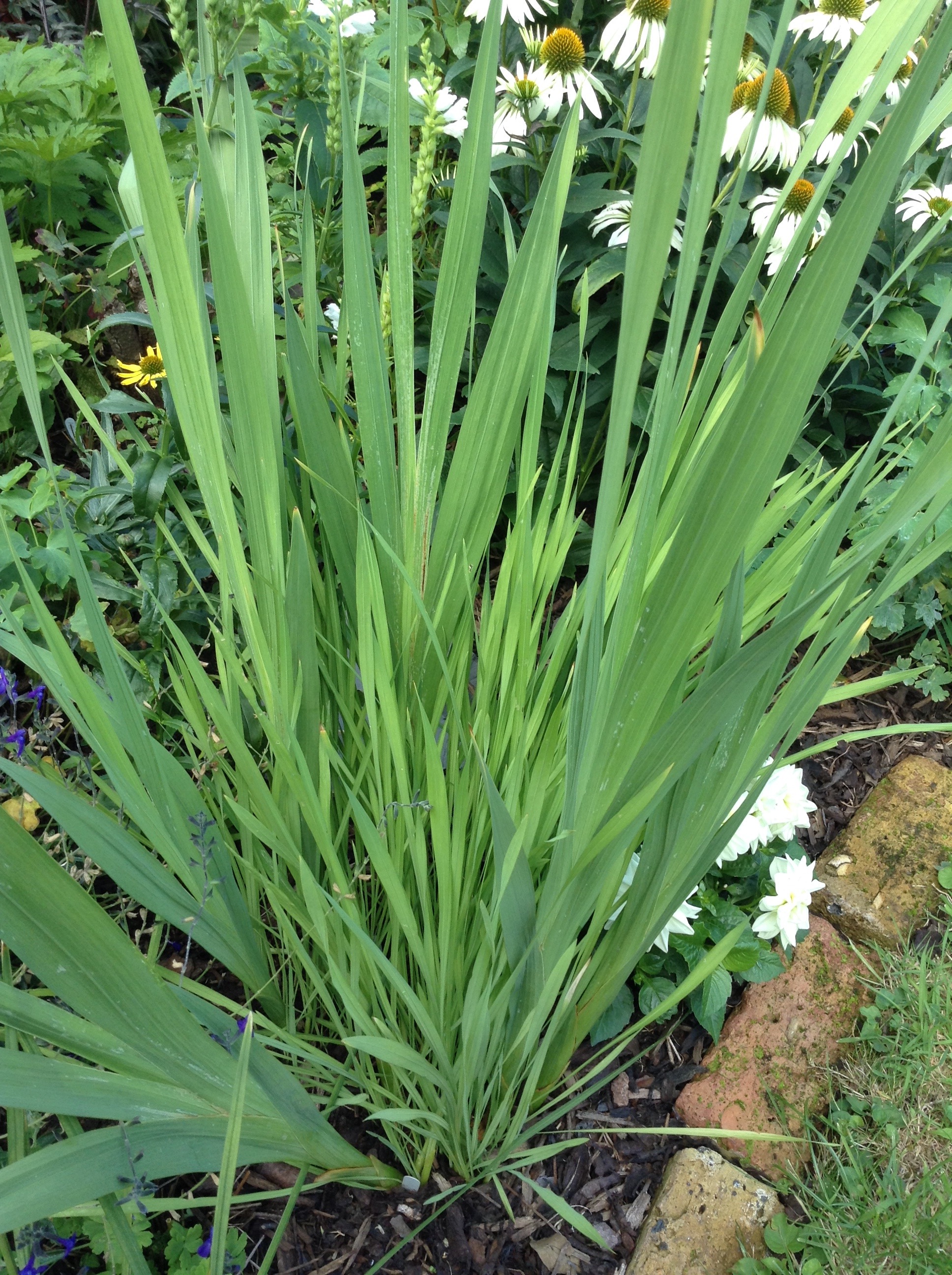 Gladiolus Not Flowering? (How to Solve it)
