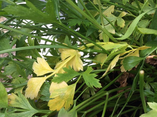 Drought Causes Parsley to turn yellow