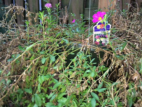 Calibrachoa Dying in Cold Weather