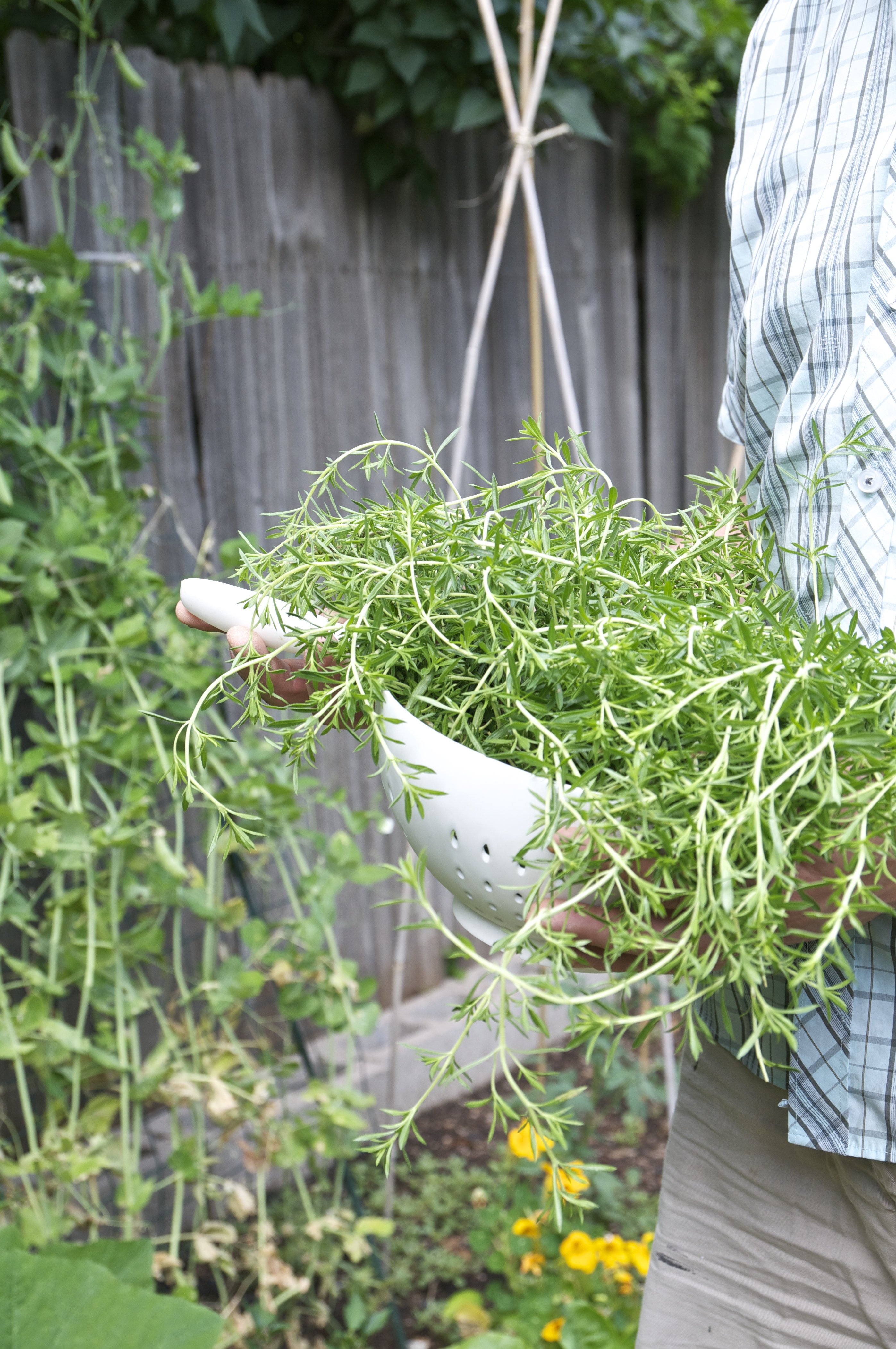 Why is My Thyme Drooping? (The Solution)