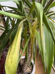 Yucca Leaves Turn Yellow Without Enough Direct Sun