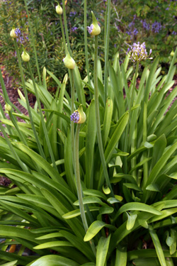 Watering and Soil Conditions for Agapanthus Flowering