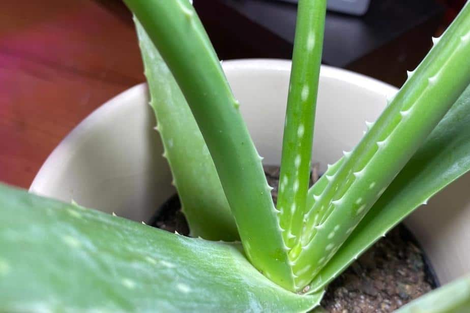 Why is My Aloe Vera Limp? (How to Solve it)