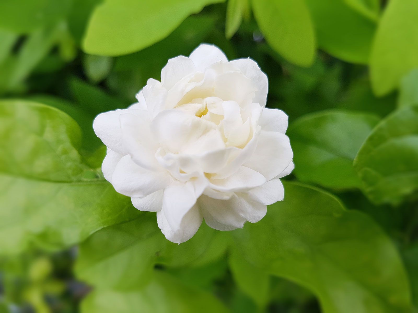 Why is My Jasmine Not Flowering?