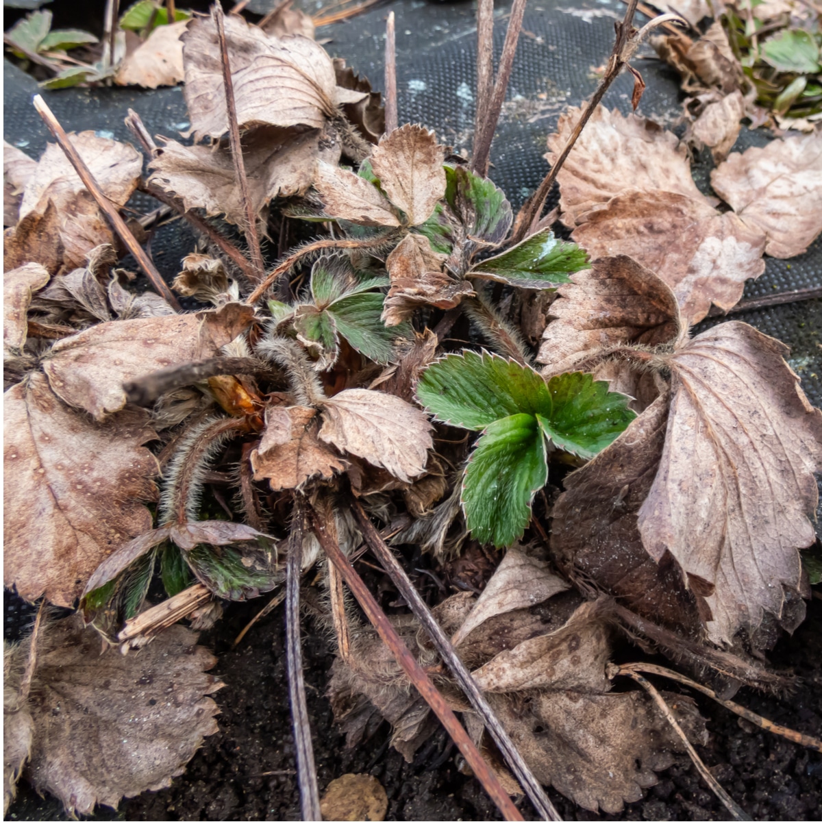 Strawberry Plants Dying from Crown Rot 