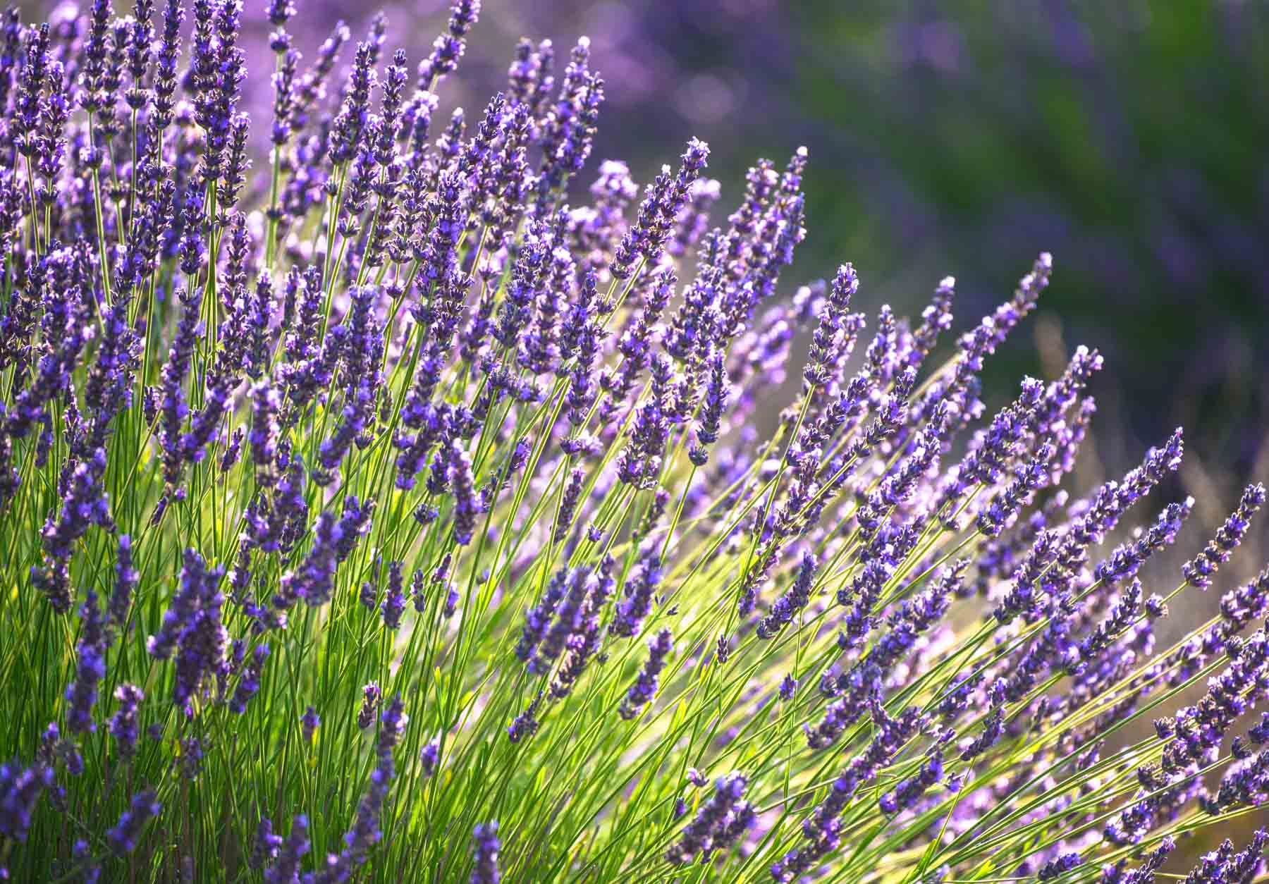 How Much do Lavenders Spread?