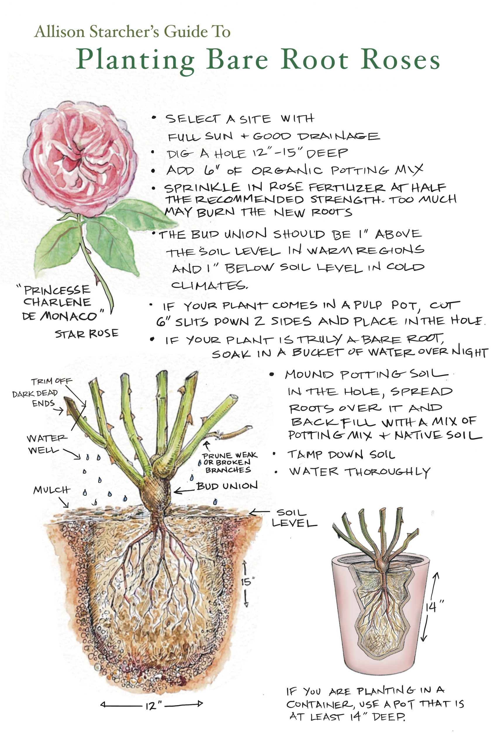 When to Plant Bare Root Roses? (How to Plant Successfully)