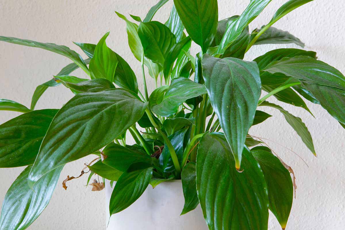 Save a Peace Lily with Brown Leaf Tips