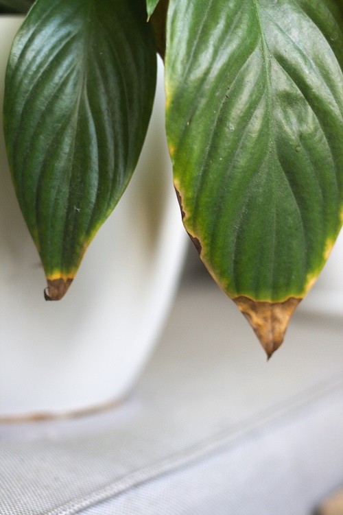 How to Save a Peace Lily with Brown, Dying Leaves