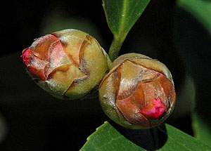 (7 Reasons) Why Your Camellia Isn’t Flowering