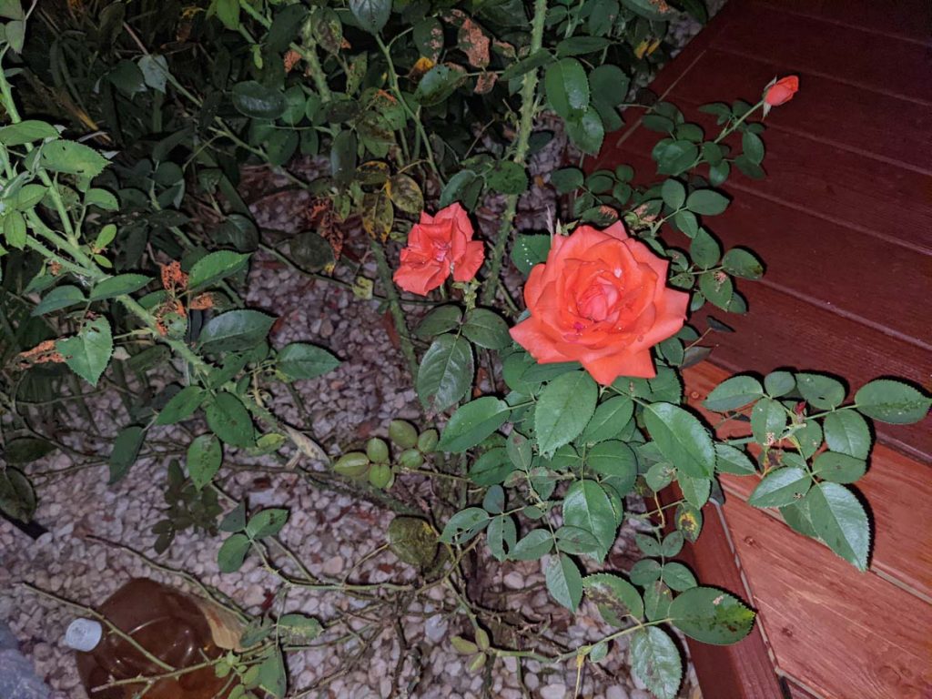 How to Amend Alkaline
Soil for Roses