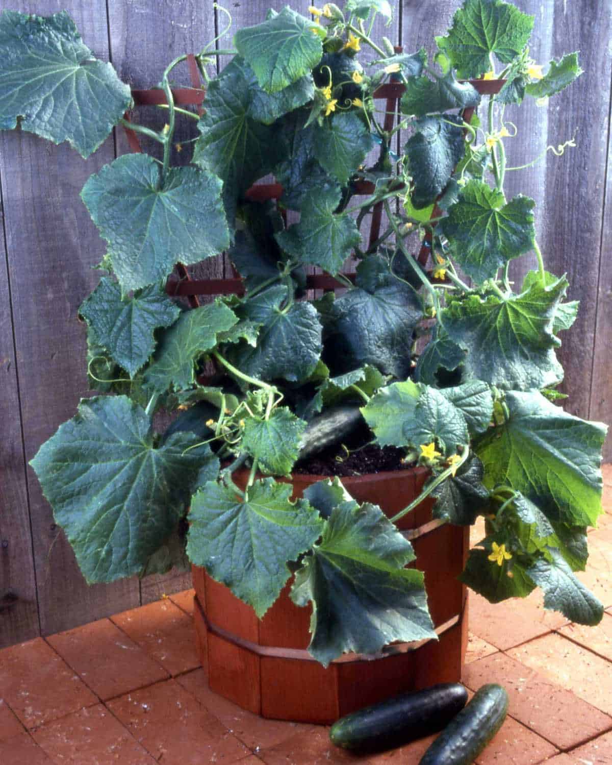 Bush Cucumbers | Space-Saving Option With High Yields