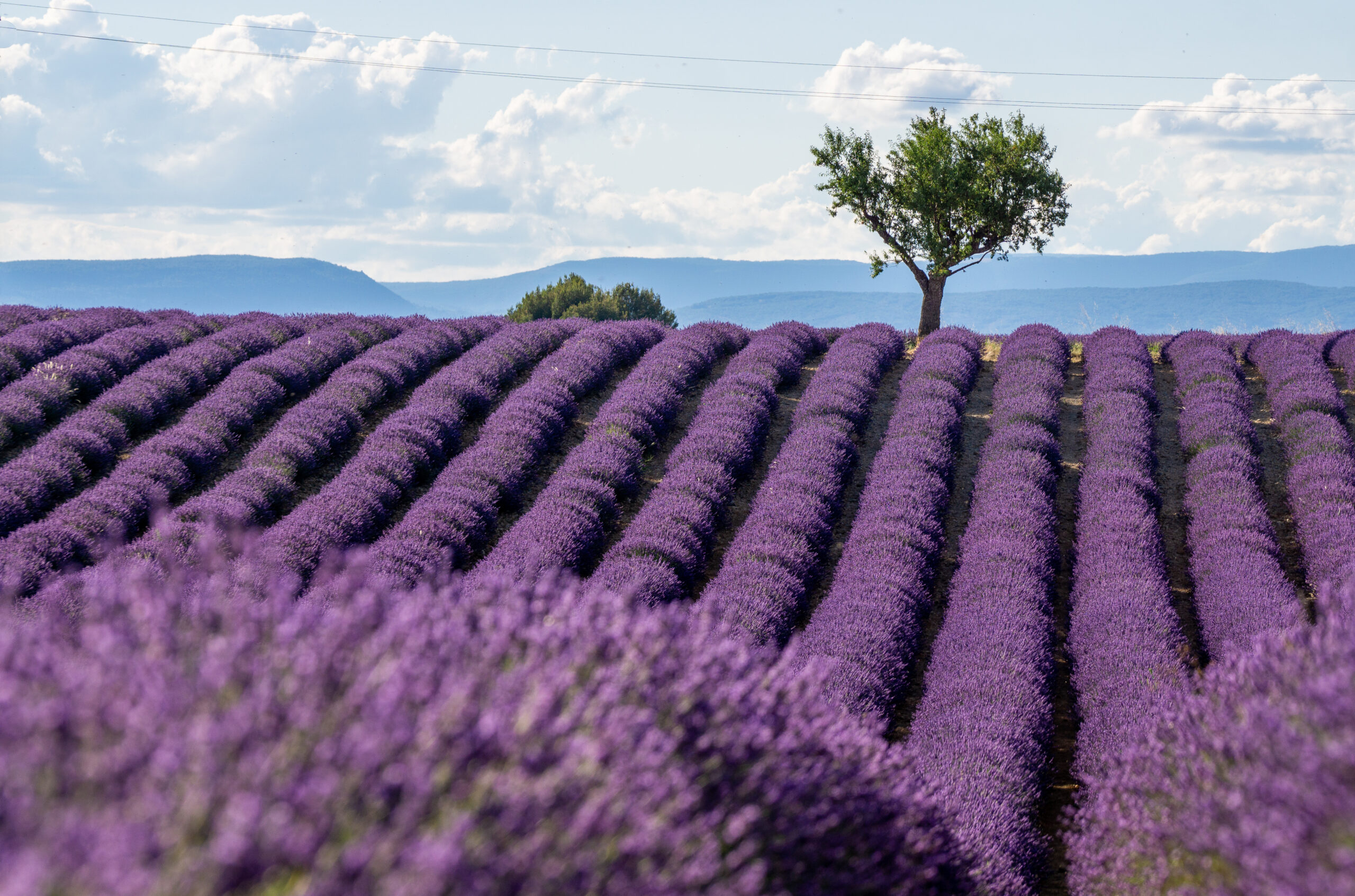 How to Plant Lavender ‘Provence’