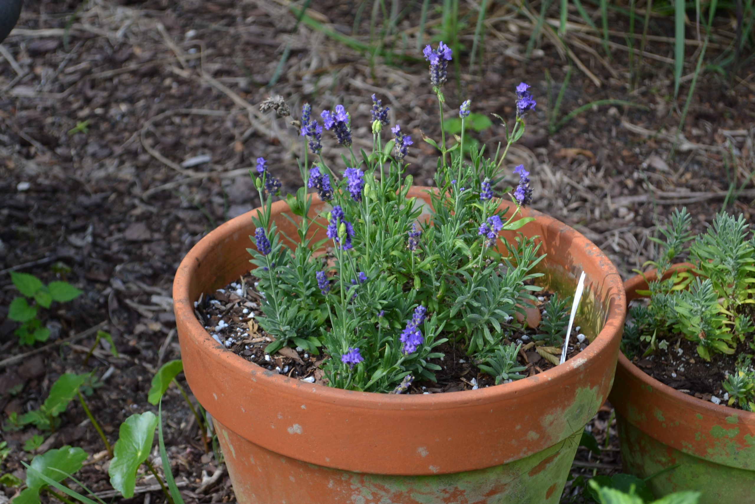 No Need to Fertilize Lavenders…