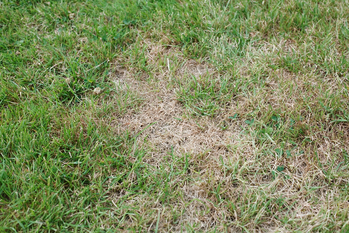 How to Revive Brown, Dying Grass