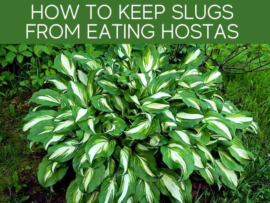 Slug Resistant Hostas for Pots