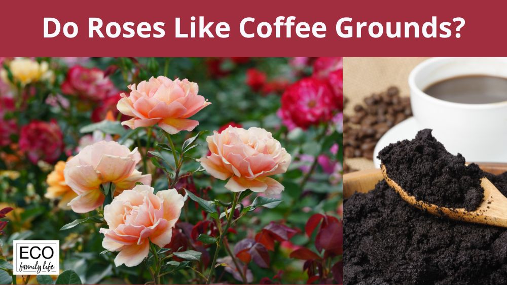 Do Roses like Coffee Grounds?