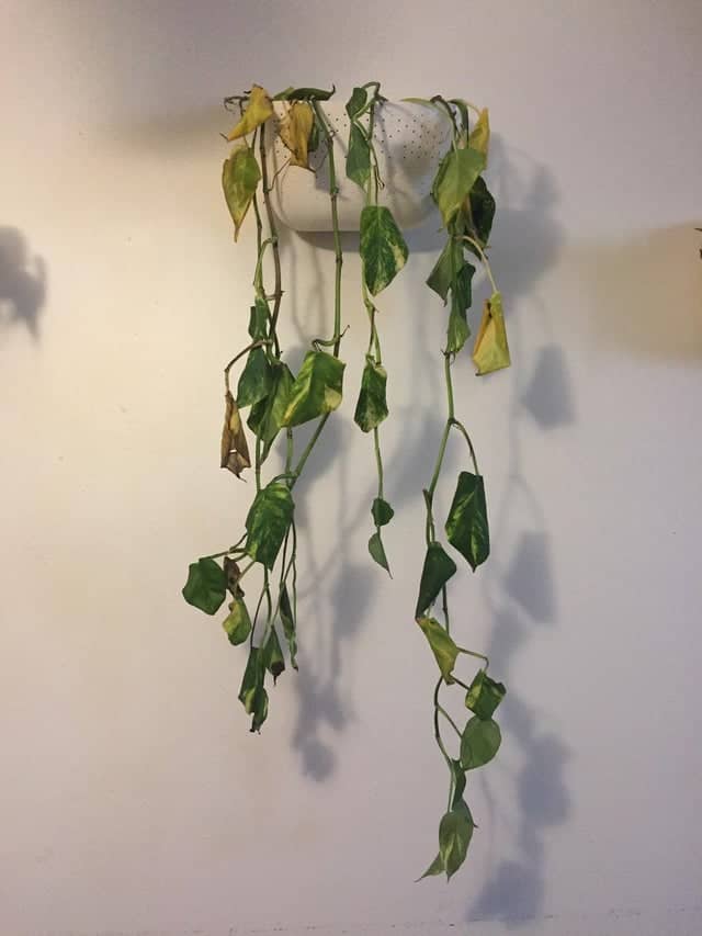 How to Revive a Dying Pothos Plant