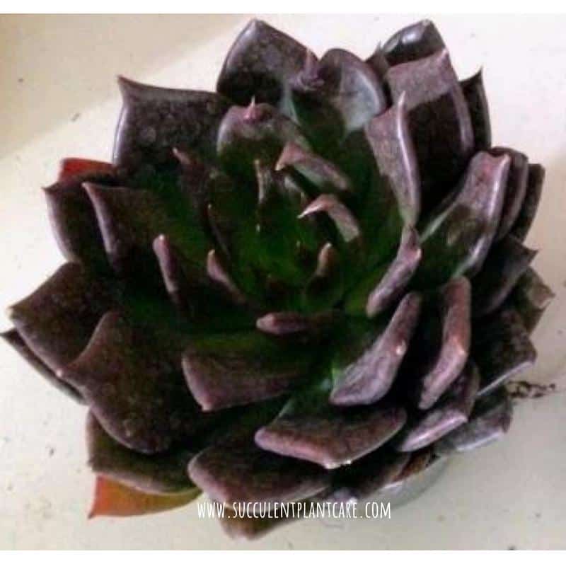 Why is My Black Prince Succulent Dying?