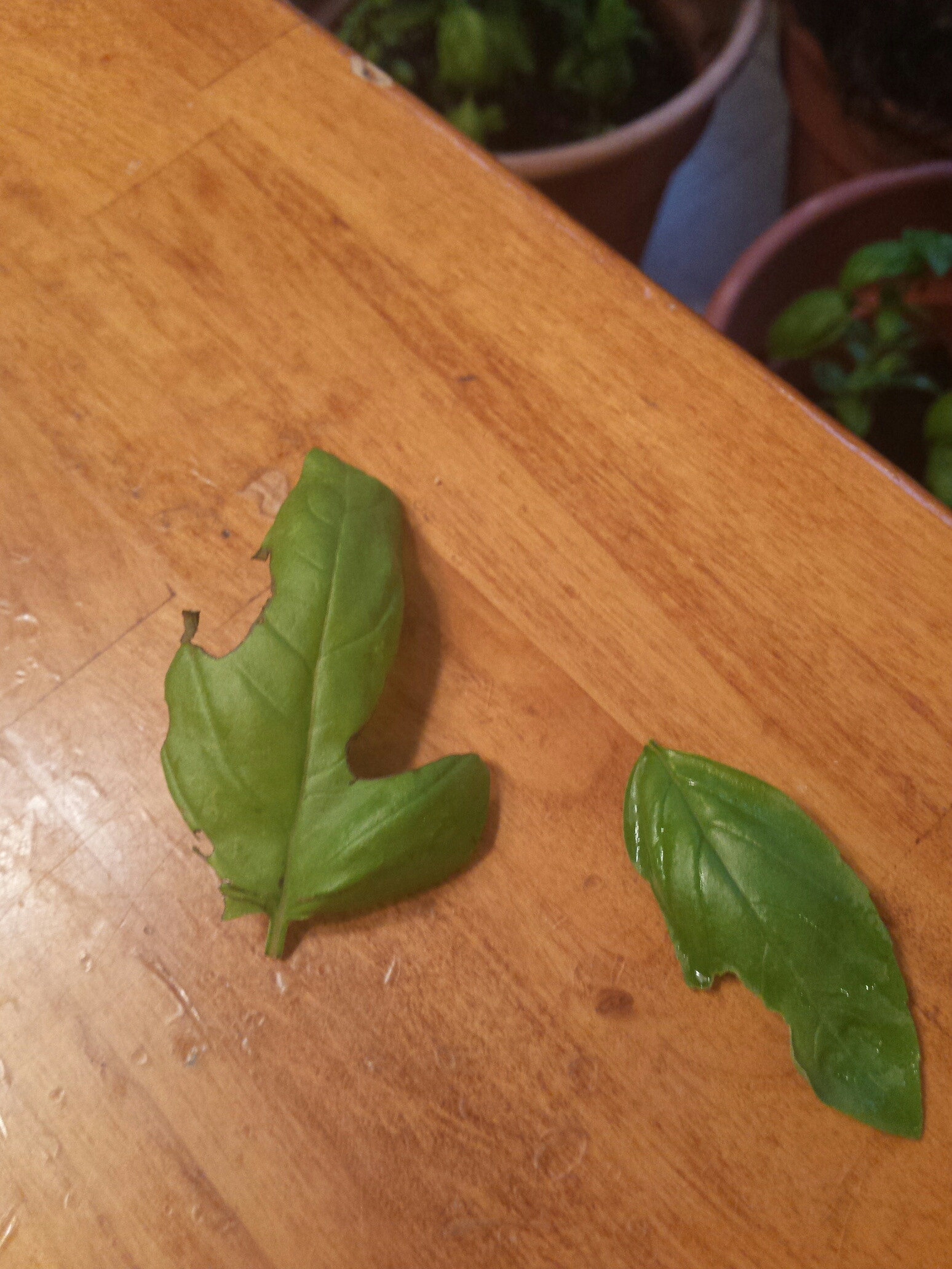 Stop slugs Eating Basil in Pots and Containers