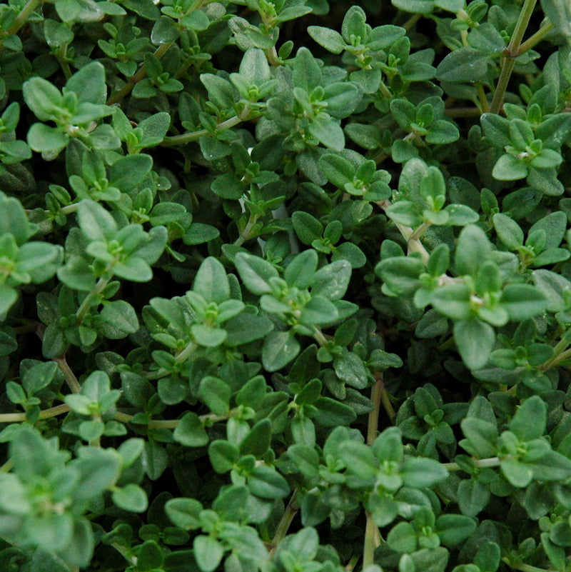 Revive Thyme Plants after Winter
