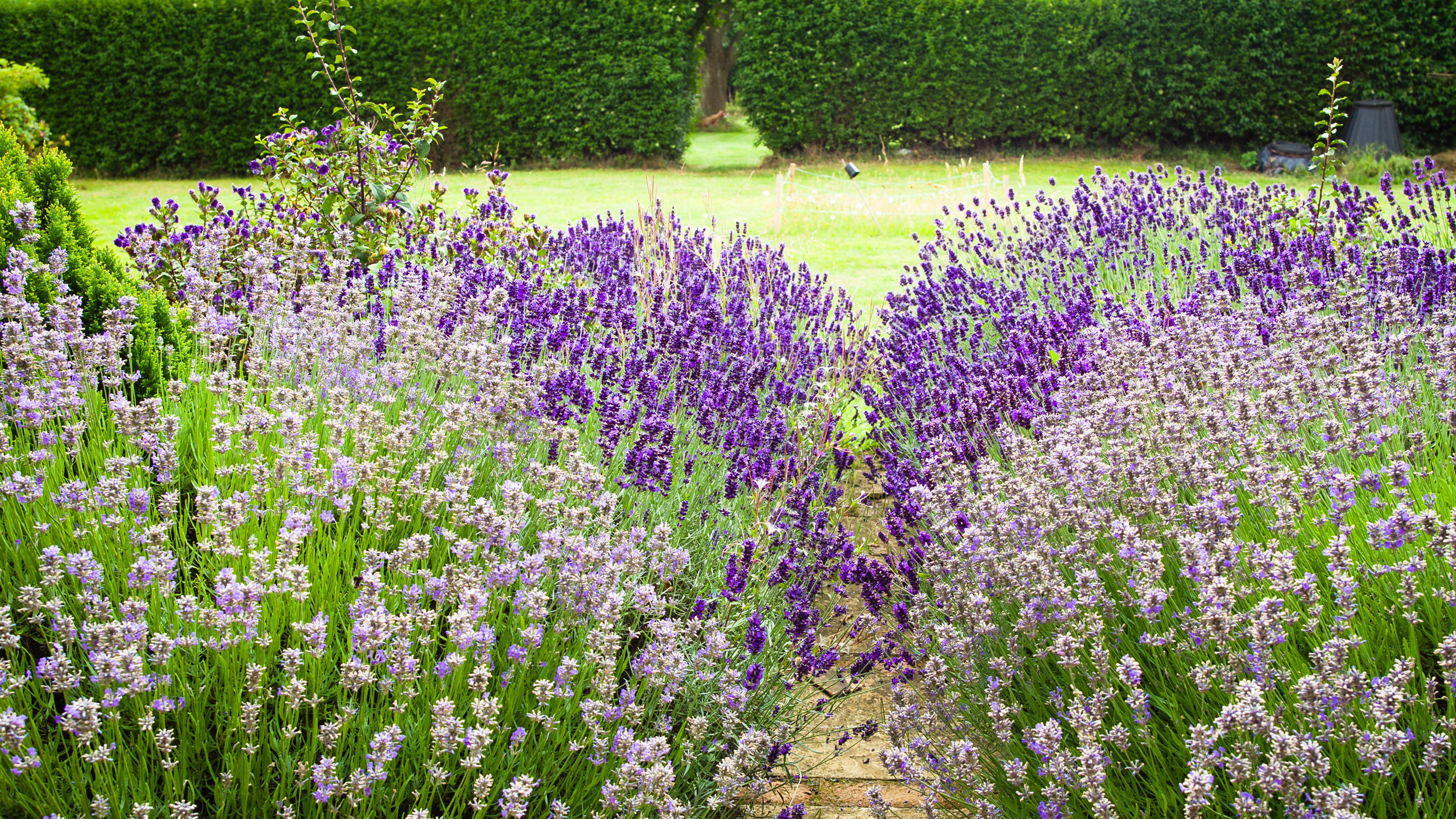 Spacing Lavender Hedges