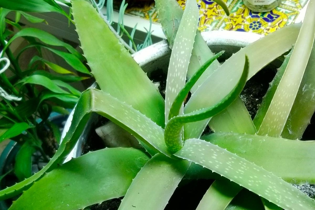 Aloe Plant Drooping and Turning Brown 