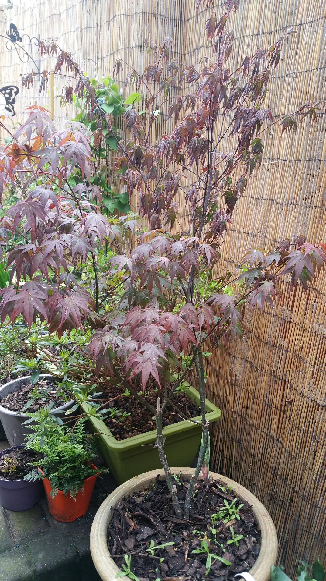 Too Much Wind, Sun and Not Enough Water Causes Dying Japanese Maples