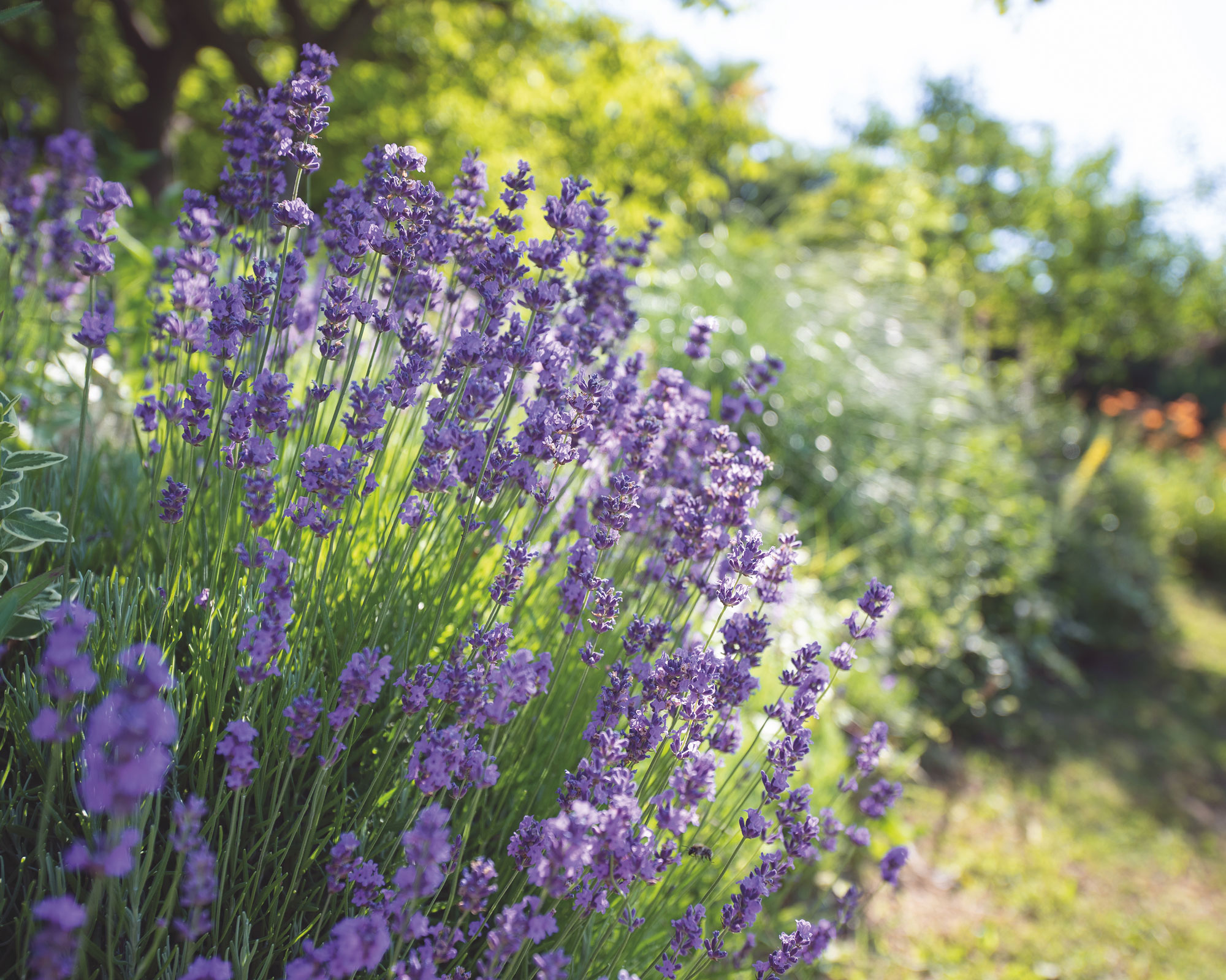 When is The Best Time to Plant Lavender?