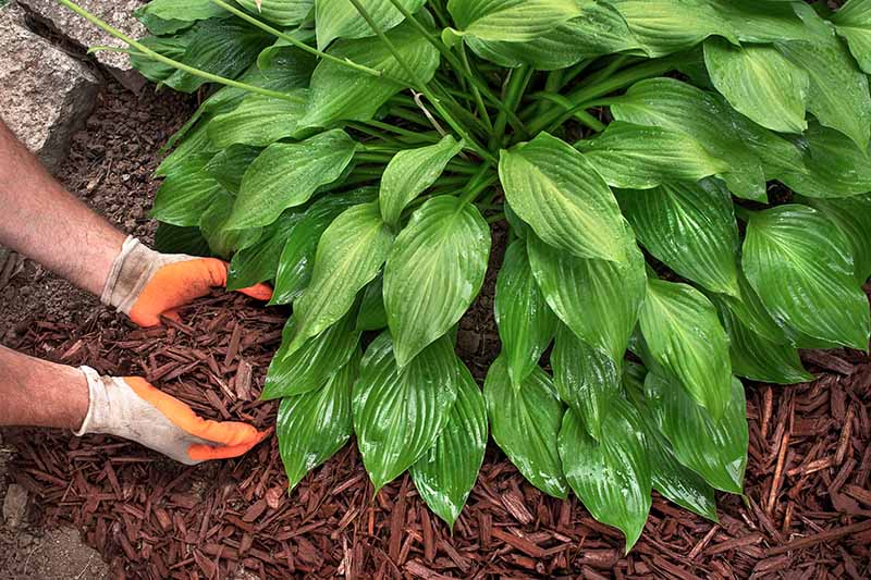 Amending Soil for Growing Hostas