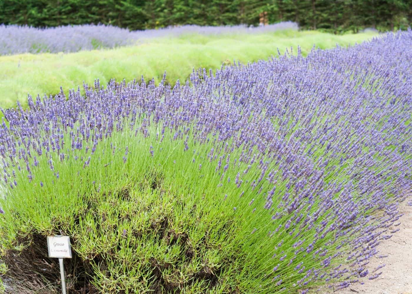 Lavender ‘Grosso’ Spacing (Definitive Guide)