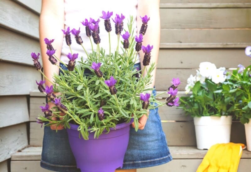 Which variety of lavender is best for indoors?