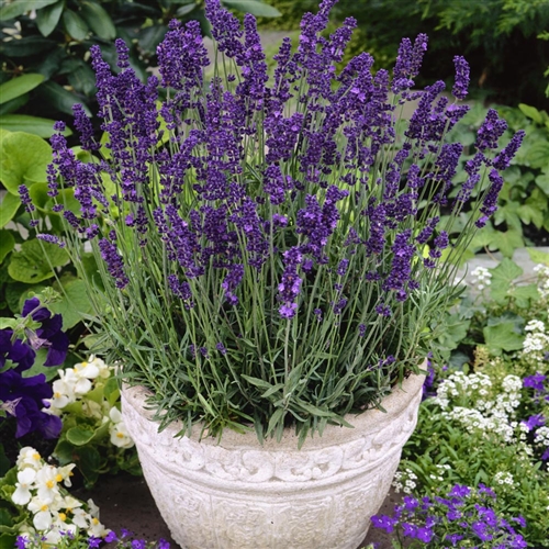 How to Grow and Care for Lavender ‘Hidcote’