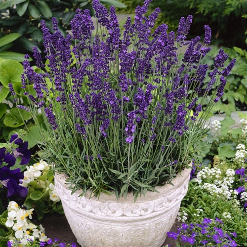 How To Grow And Care For Lavender Hidcote The Garden Hows