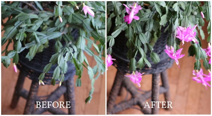 Plant Christmas Cactus in Pots with Drainage Holes