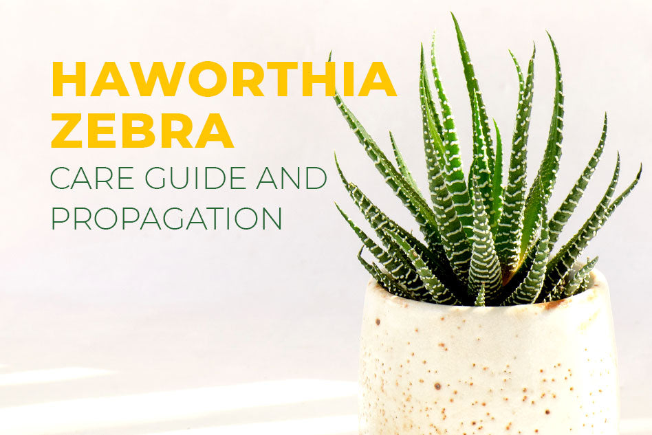 How to Grow and Care For Zebra Succulents