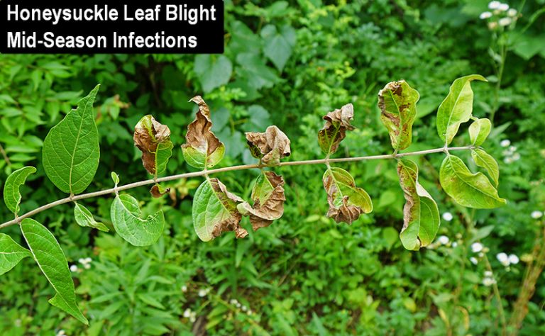 Why is My Honeysuckle Dying? (How to Save it) – The Garden Hows