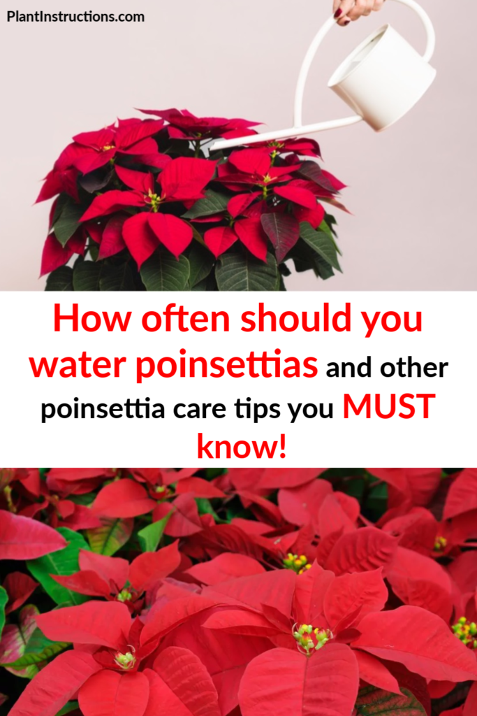 How Much to Water Poinsettias 