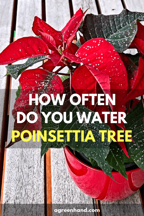 How to Water Poinsettias