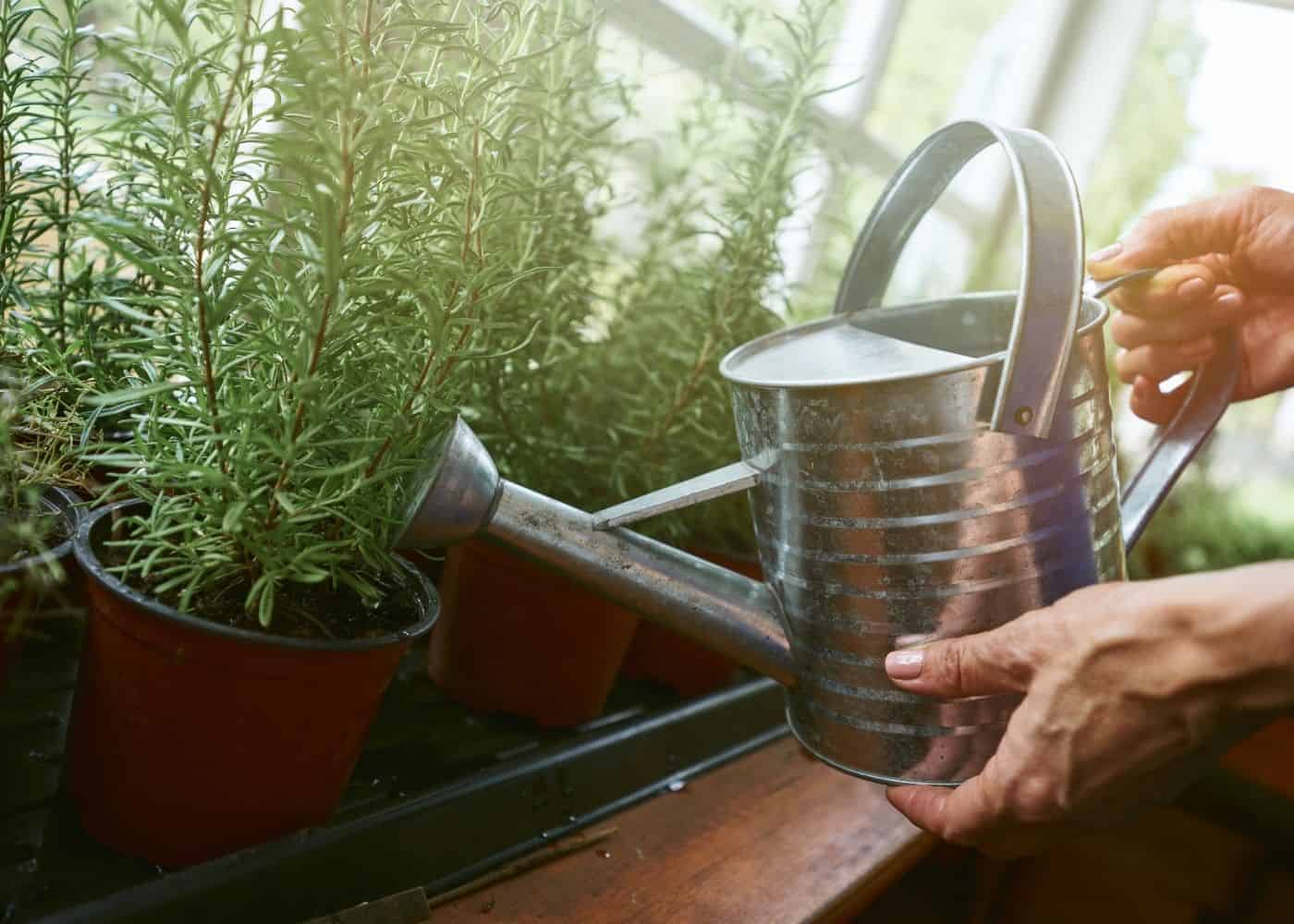 Pots with Drainage Holes